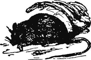 Иллюстрация к книге — Новая энциклопедия Относительного и Абсолютного знания [i_042.png]