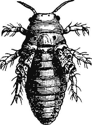 Иллюстрация к книге — Новая энциклопедия Относительного и Абсолютного знания [i_056.png]