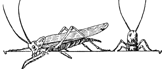 Иллюстрация к книге — Новая энциклопедия Относительного и Абсолютного знания [i_067.png]