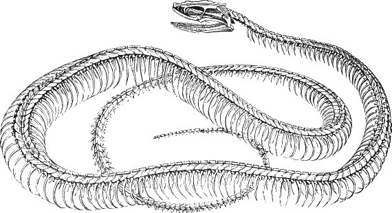 Иллюстрация к книге — Новая энциклопедия Относительного и Абсолютного знания [i_313.png]