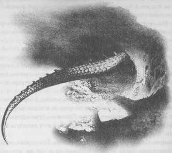 Иллюстрация к книге — Всё о непослушных принцессах и коварных драконах [img1_13.jpg]