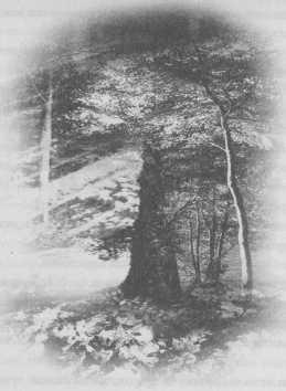 Иллюстрация к книге — Всё о непослушных принцессах и коварных драконах [img1_17.jpg]