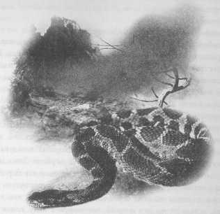 Иллюстрация к книге — Всё о непослушных принцессах и коварных драконах [img2_11.jpg]