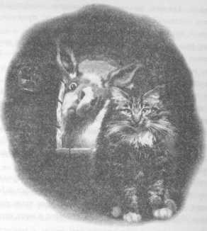 Иллюстрация к книге — Всё о непослушных принцессах и коварных драконах [img3_16.jpg]