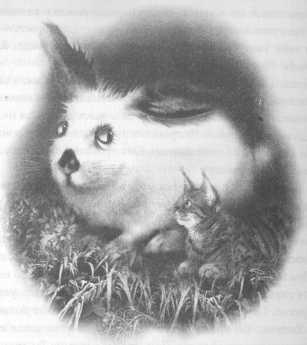 Иллюстрация к книге — Всё о непослушных принцессах и коварных драконах [img3_3.jpg]