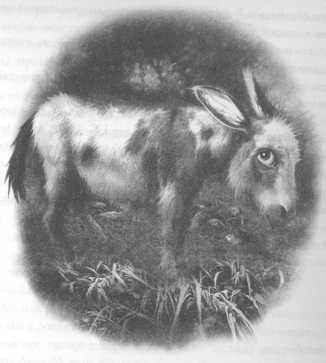 Иллюстрация к книге — Всё о непослушных принцессах и коварных драконах [img3_5.jpg]