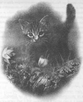 Иллюстрация к книге — Всё о непослушных принцессах и коварных драконах [img4_14.jpg]