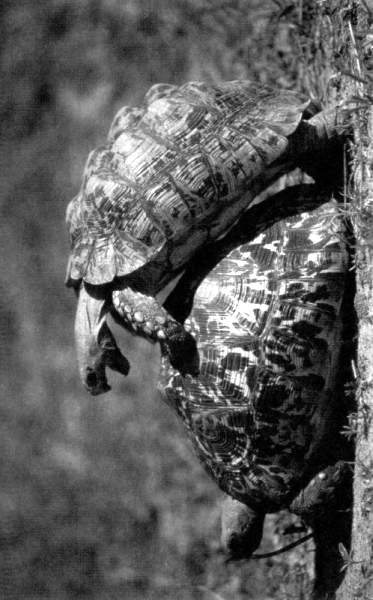 Иллюстрация к книге — Жутко громко и запредельно близко [image026.jpg]