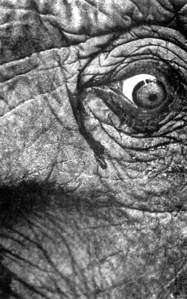 Иллюстрация к книге — Жутко громко и запредельно близко [image038.jpg]