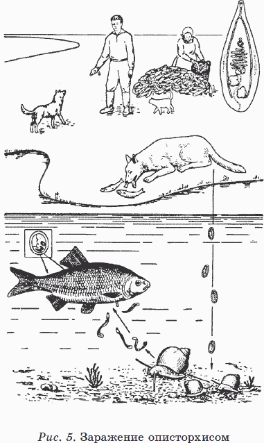 Иллюстрация к книге — Новые тайны нераспознанных диагнозов. Книга 3 [_14.png]