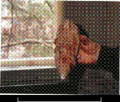 Иллюстрация к книге — Колыбели цивилизаций [auto_fb_img_loader_63.jpg]