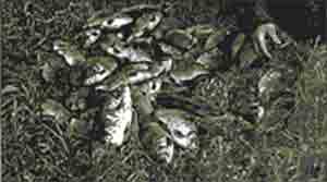 Иллюстрация к книге — Трагическое послание древних [any2fbimgloader11.jpg]