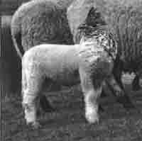 Иллюстрация к книге — Трагическое послание древних [any2fbimgloader130.jpg]