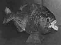 Иллюстрация к книге — Трагическое послание древних [any2fbimgloader154.jpg]