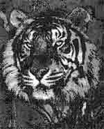 Иллюстрация к книге — Трагическое послание древних [any2fbimgloader405.jpg]