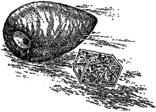 Иллюстрация к книге — Чарли и Большой стеклянный подъемник [i_023.jpg]