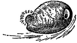 Иллюстрация к книге — Чарли и Большой стеклянный подъемник [i_024.jpg]