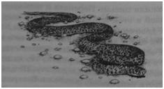 Иллюстрация к книге — Чернильная смерть [i_028.jpg]