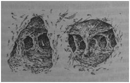 Иллюстрация к книге — Чернильная смерть [i_037.jpg]