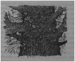 Иллюстрация к книге — Чернильная смерть [i_044.jpg]