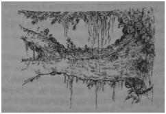 Иллюстрация к книге — Чернильная смерть [i_046.jpg]