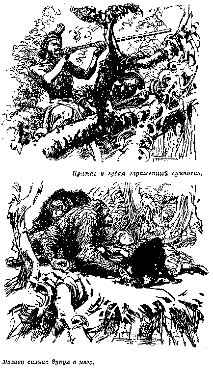 Иллюстрация к книге — Белая перчатка. В дебрях Борнео. В поисках белого бизона [i_036.png]