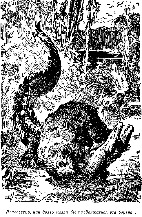 Иллюстрация к книге — Белая перчатка. В дебрях Борнео. В поисках белого бизона [i_043.png]