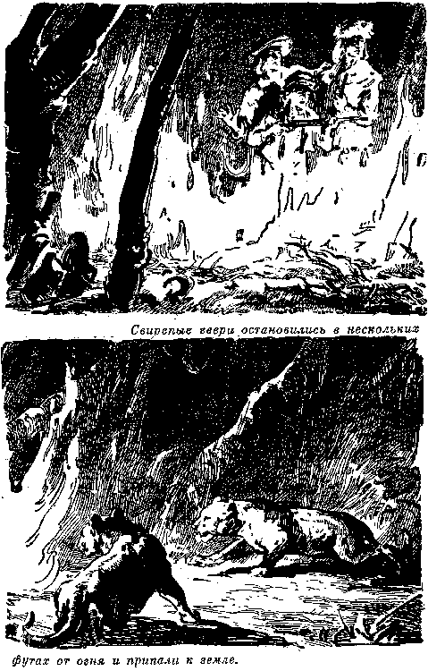 Иллюстрация к книге — Белая перчатка. В дебрях Борнео. В поисках белого бизона [i_047.png]