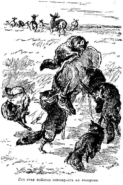 Иллюстрация к книге — Белая перчатка. В дебрях Борнео. В поисках белого бизона [i_049.png]