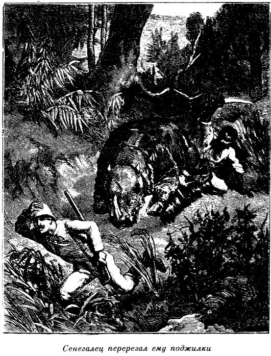 Иллюстрация к книге — Приключения в стране львов. Приключения в стране тигров [i_015.jpg]