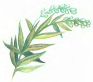 Иллюстрация к книге — Белоснежка в Подводном царстве [p049.jpg]