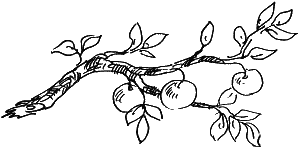 Иллюстрация к книге — Босая принцесса [i_032.png]