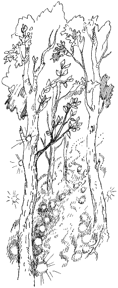 Иллюстрация к книге — Пока бьют часы [i_037.png]