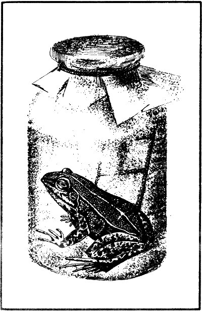 Иллюстрация к книге — Капитан Памфил [_2.png]