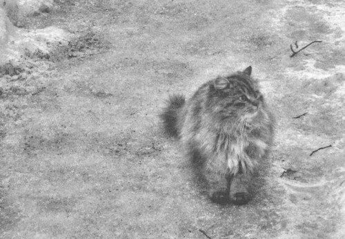 Иллюстрация к книге — Сказки старого Вильнюса [i_014.jpg]