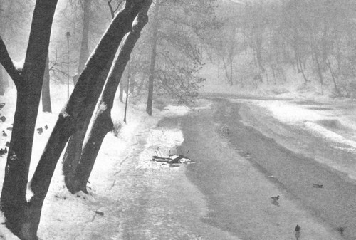 Иллюстрация к книге — Сказки старого Вильнюса [i_028.jpg]