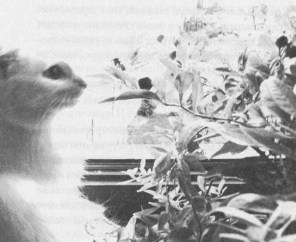 Иллюстрация к книге — Сказки старого Вильнюса [i_035.jpg]