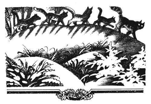 Иллюстрация к книге — Голоса в ночи [i_034.png]