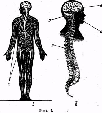 Иллюстрация к книге — Психология. Учебник для учащихся педагогических училищ [image005.jpg]