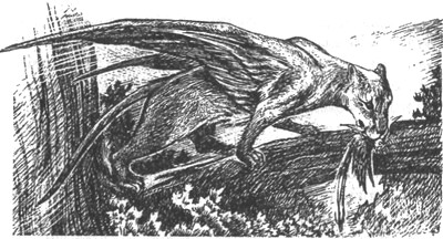 Иллюстрация к книге — Небесный скиталец [pic18.jpg]