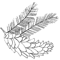 Иллюстрация к книге — Дикий лес [i_002.png]