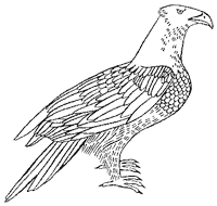 Иллюстрация к книге — Дикий лес [i_016.png]