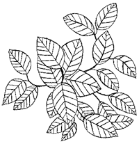 Иллюстрация к книге — Дикий лес [i_027.png]