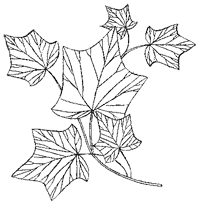 Иллюстрация к книге — Дикий лес [i_061.png]