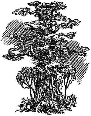 Иллюстрация к книге — За Темными Лесами [i_046.jpg]