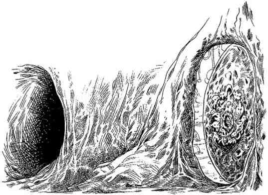 Иллюстрация к книге — Древний странник [i_069.jpg]