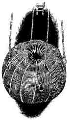 Иллюстрация к книге — Академик Вокс [i_037.jpg]