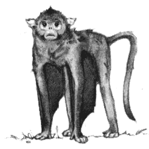 Иллюстрация к книге — Драконы Обыкновенной фермы [i_005.png]