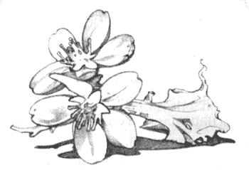 Иллюстрация к книге — Драконы Обыкновенной фермы [i_012.png]