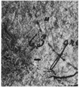 Иллюстрация к книге — Потерянная империя [pic328.jpg]